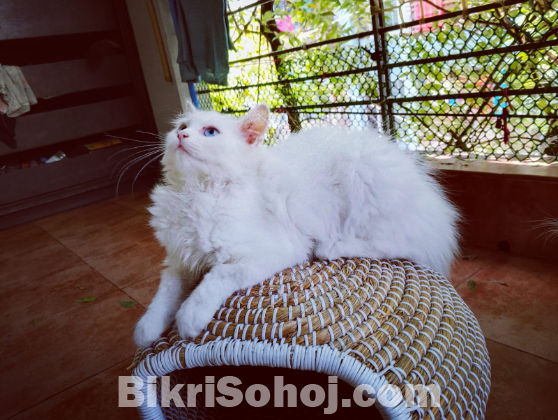 Persian blue Eyes Male Kitten